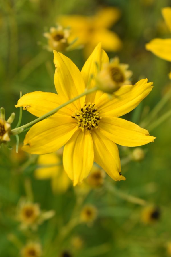 Coreopsis Verticillata Zagreb Shop Coreopsis Online Proctors Nursery