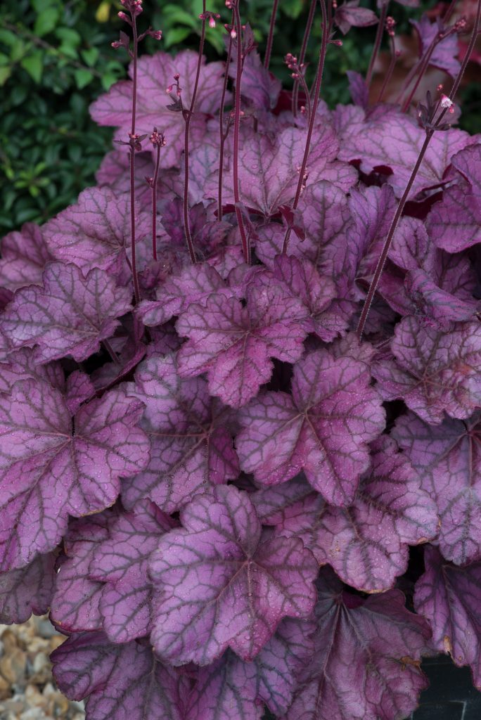 Heuchera Wild Rose Well Established Heuchera Proctors Nursery