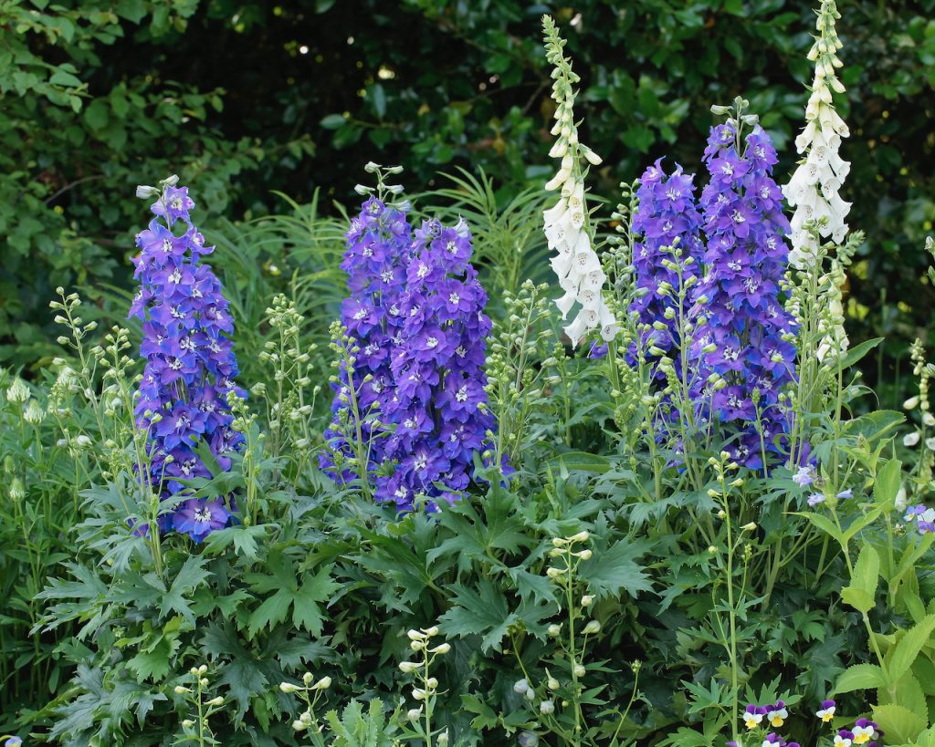 Delphinium Delgenius Glitzy Shop Delphiniums Proctors Nursery