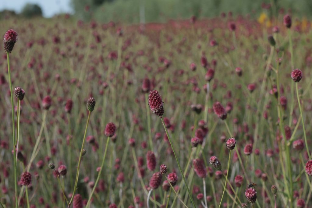 Sanguisorba Officinalis Crimson Queen Proctors Nursery