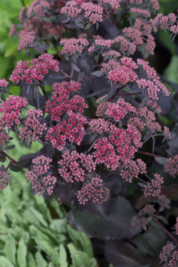 Hylotelephium Cherry Truffle Proctors Nursery