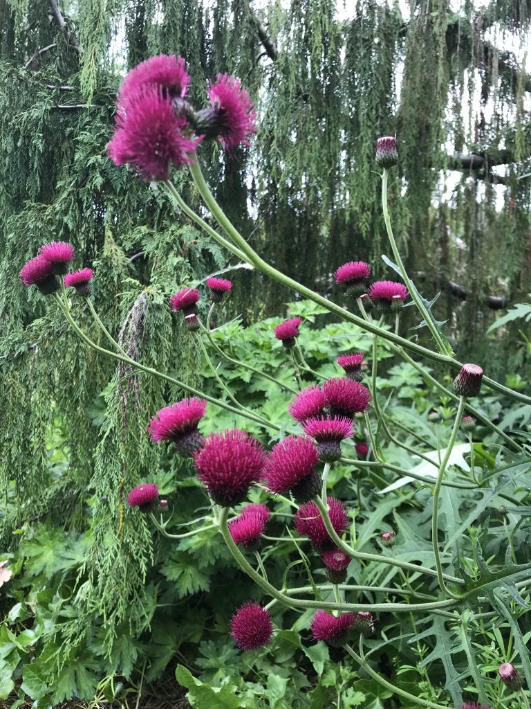 Cirsium Rivulare Trevors Blue Wonder Proctors Nursery