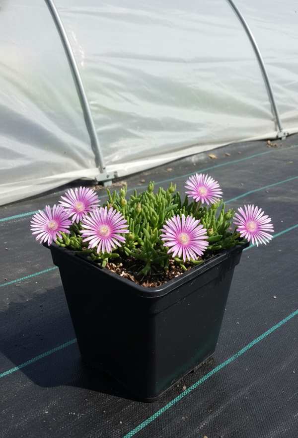 Delosperma 'Sundella Lavender'
