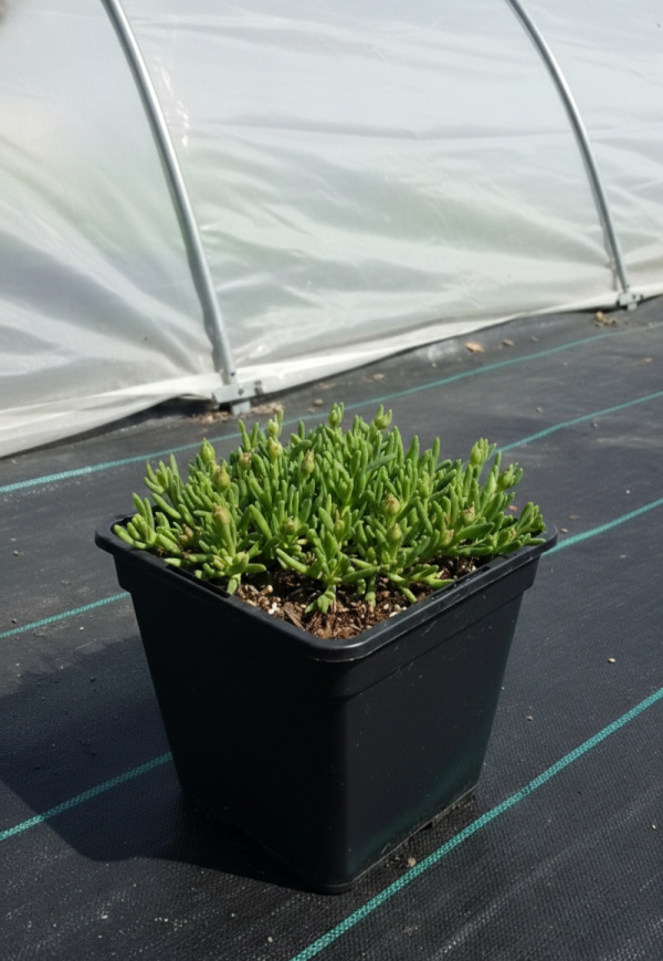 Delosperma 'Sundella Lavender'