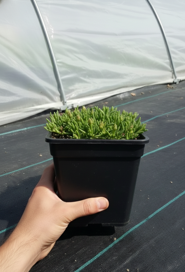 Delosperma 'Sundella Lavender'