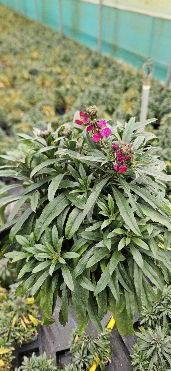 Erysimum Red Jep