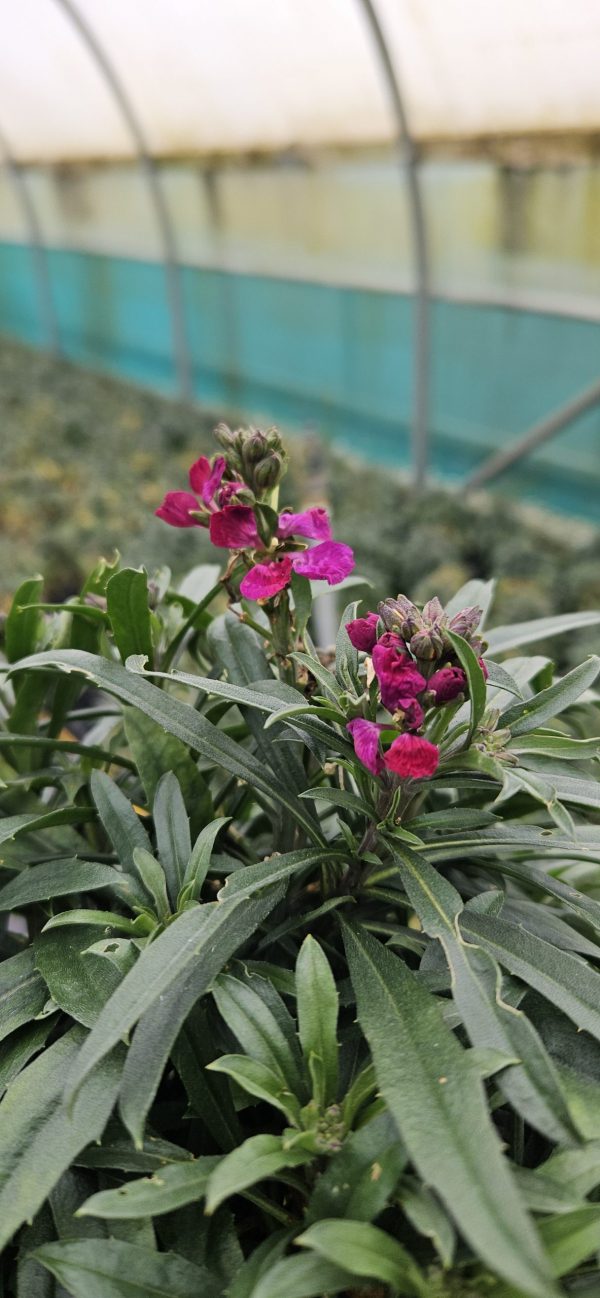 Erysimum Red Jep