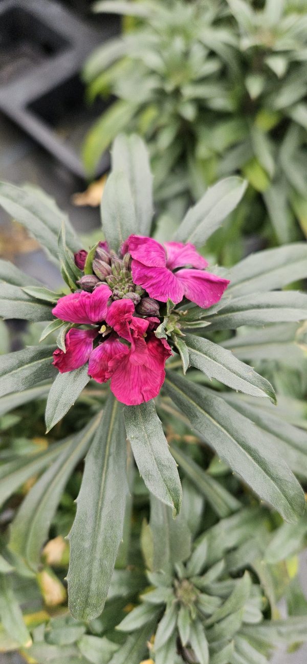 Erysimum Red Jep