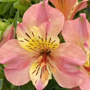 Alstroemeria 'Little Miss Davina'