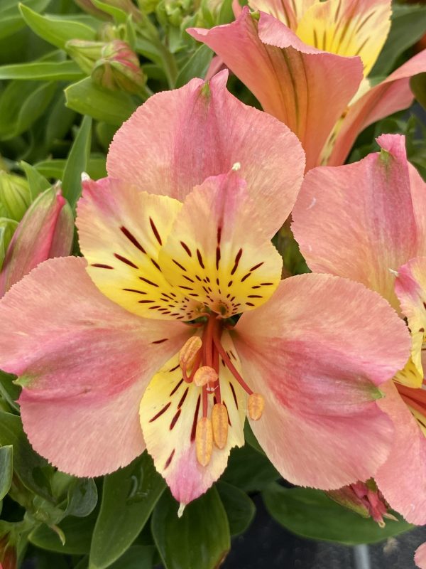 Alstroemeria Little Miss Davina cu Alstroemeria 'Little Miss Davina'