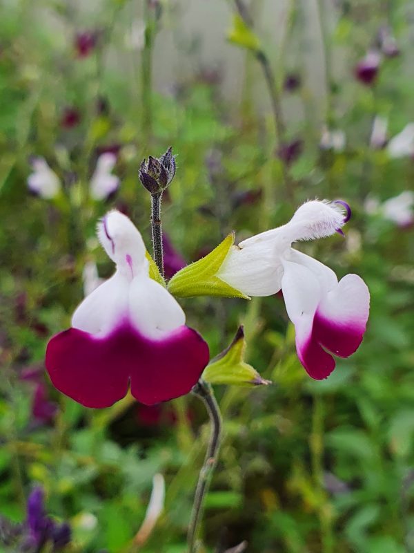 Salvia greggii 'Amethyst Lips'