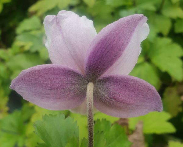 Anemone 'Ruffled Swan' PBR Anemone 'Ruffled Swan' PBR