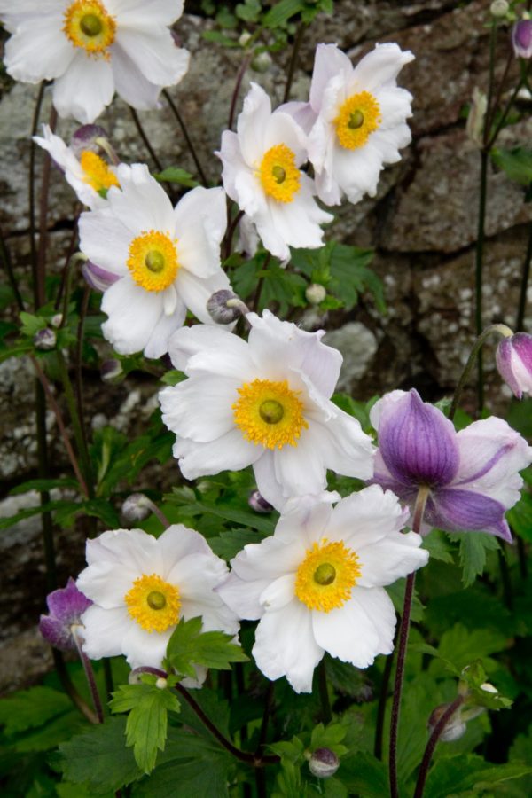 Anemone Ruffled Swan cu-1 Anemone 'Ruffled Swan' PBR