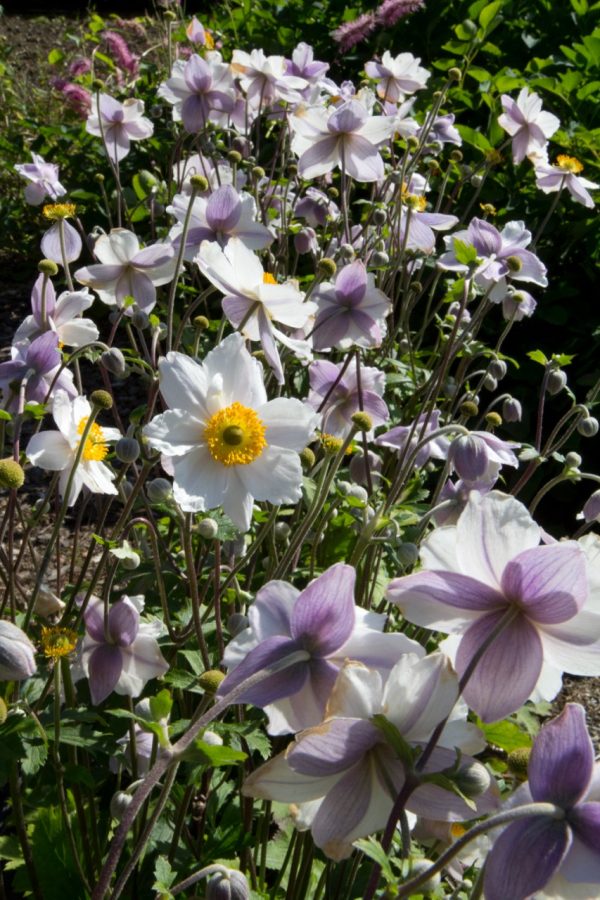 Anemone Ruffled Swan cu Anemone 'Ruffled Swan' PBR