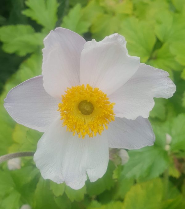 Anemone 'Wild Swan' PBR Anemone 'Wild Swan' PBR