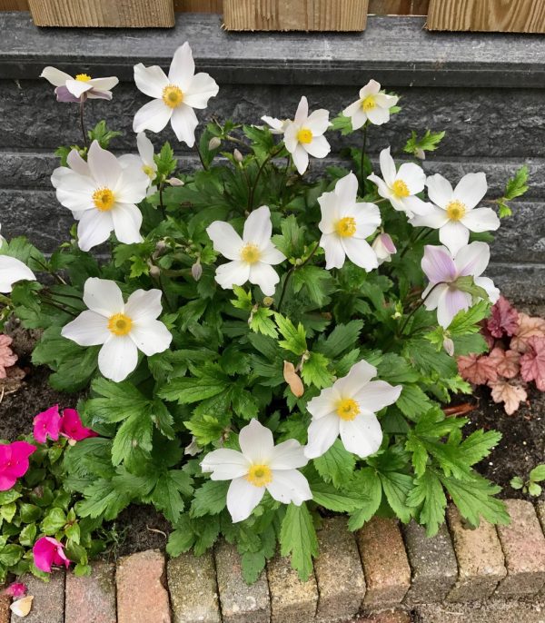 Anemone Wild Swan fp Anemone 'Wild Swan'