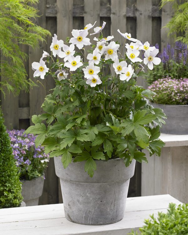 Anemone Wild Swan Anemone 'Wild Swan'