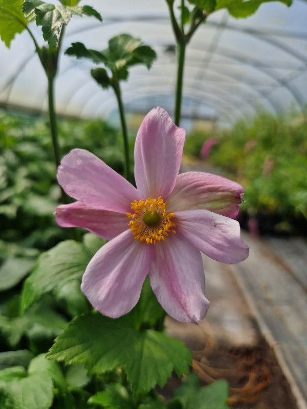 Anemone koningin charlotte Anemone x hybrida 'Konigin Charlotte'