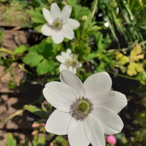 Anemone leveillei In late spring and early summer mounds of deeply divided, softly hairy foliage is topped with elegant, lilac-backed white flowers, that have a central cluster of deep purple-blue anthers. 