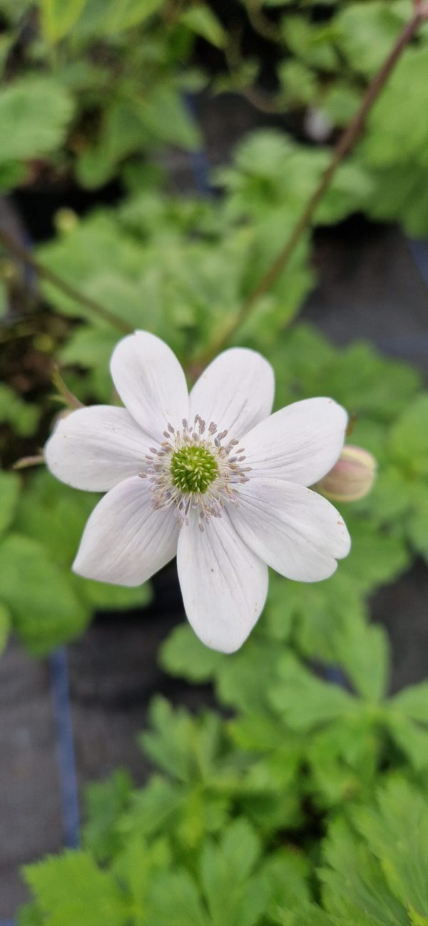 Anemone leveillei