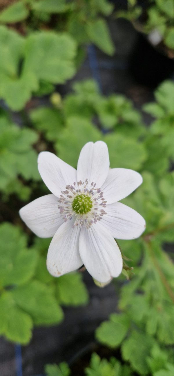 Anemone leveillei