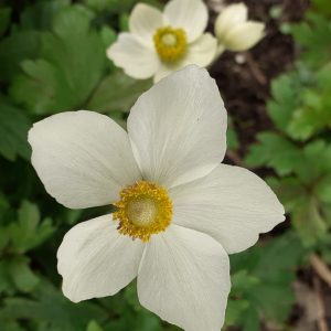 Anemone Sylvestris is a perennial that grows to 40cm in height and spread and flowers from April to June.