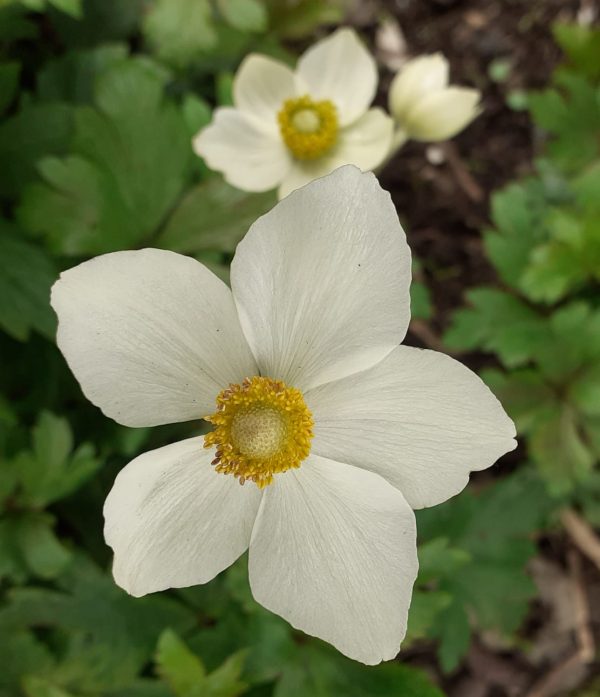 Anemone Sylvestris is a perennial that grows to 40cm in height and spread and flowers from April to June. 