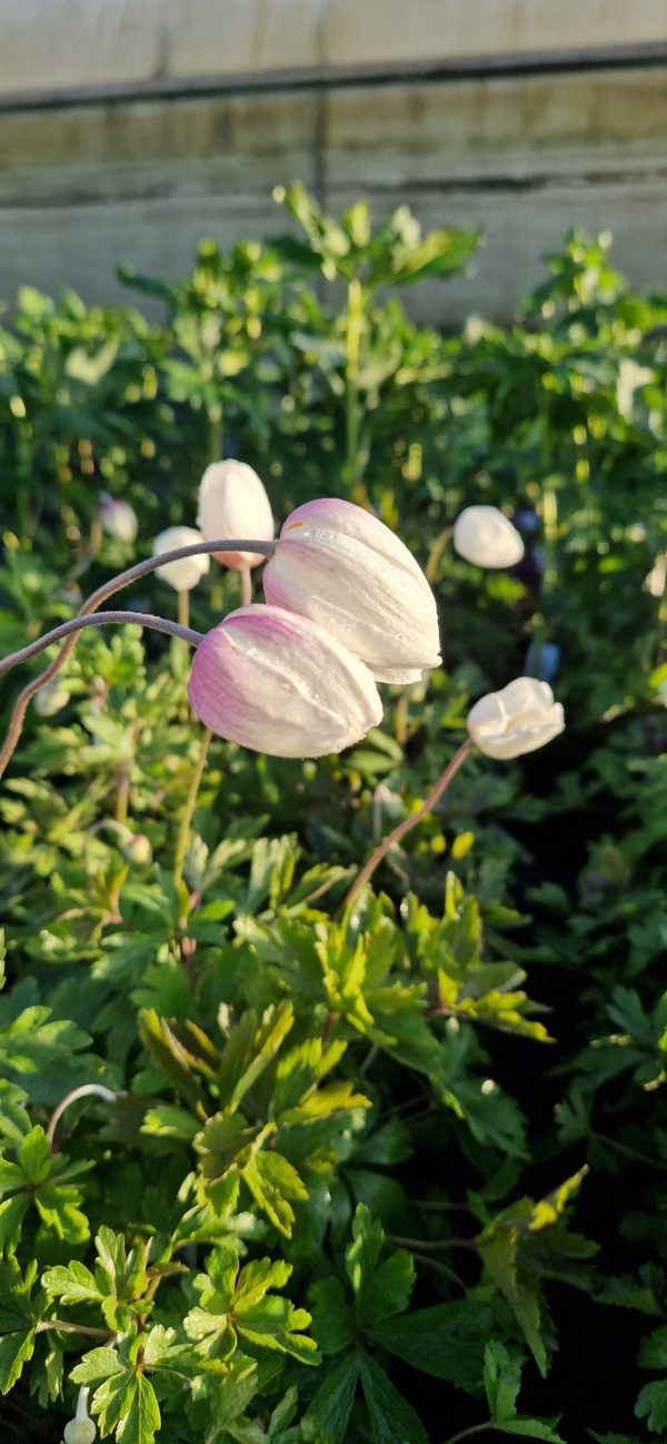 Anemone sylvestris ‘Madonna’ Anemone sylvestris ‘Madonna’