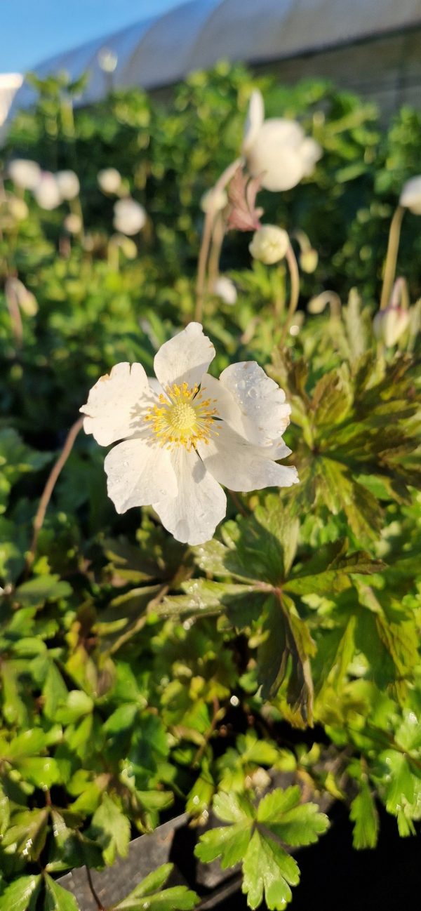 Anemone sylvestris ‘Madonna’2 Anemone sylvestris ‘Madonna’