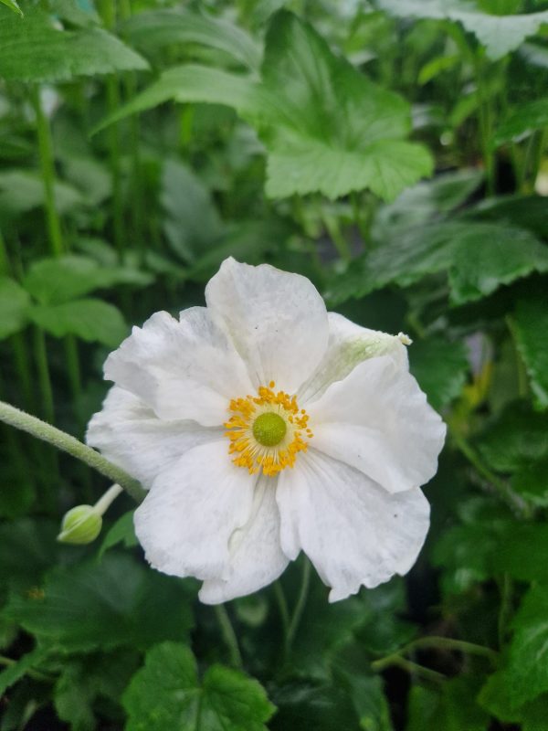 Anemone x hybrida 'Honorine Jobert' Anemone x hybrida 'Honorine Jobert'