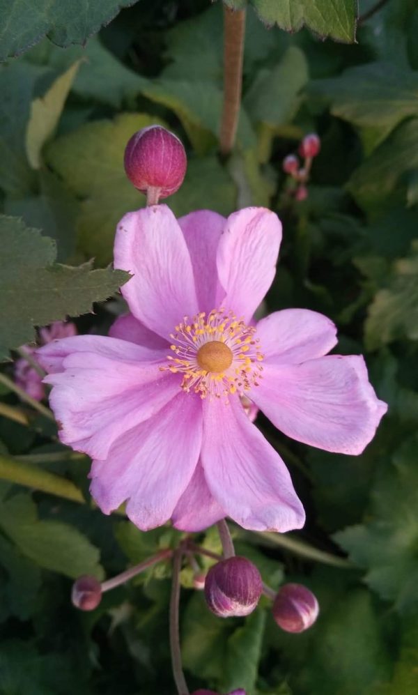 Anemone x hybrida 'Konigin Charlotte' Anemone x hybrida 'Konigin Charlotte'