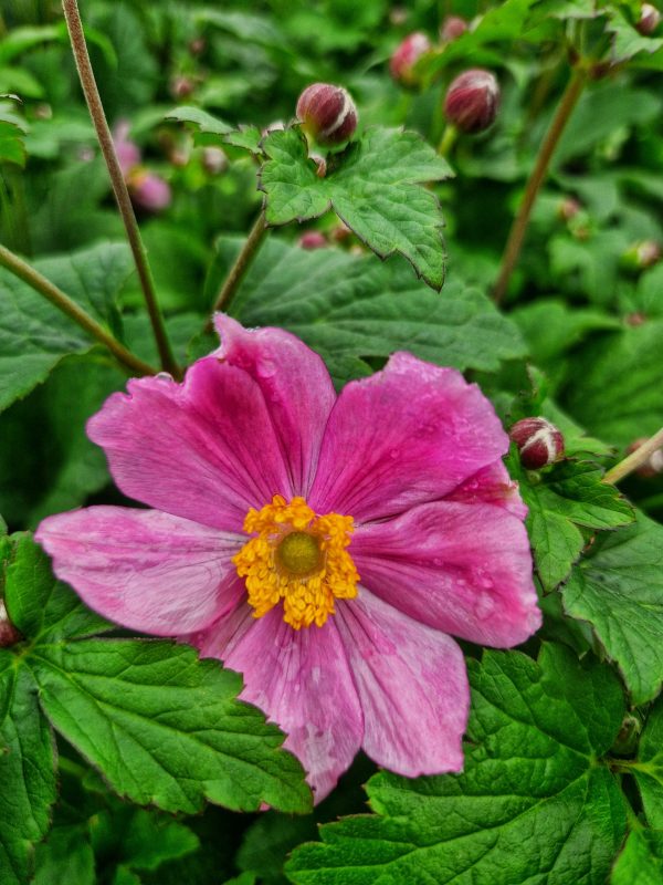 Anemone x hybrida 'Serenade' Anemone x hybrida 'Serenade'