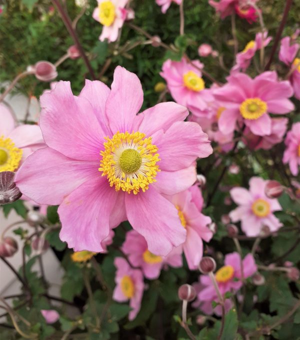 Anemone_x_hybrida_Serenade2_WEB Anemone x hybrida 'Serenade'