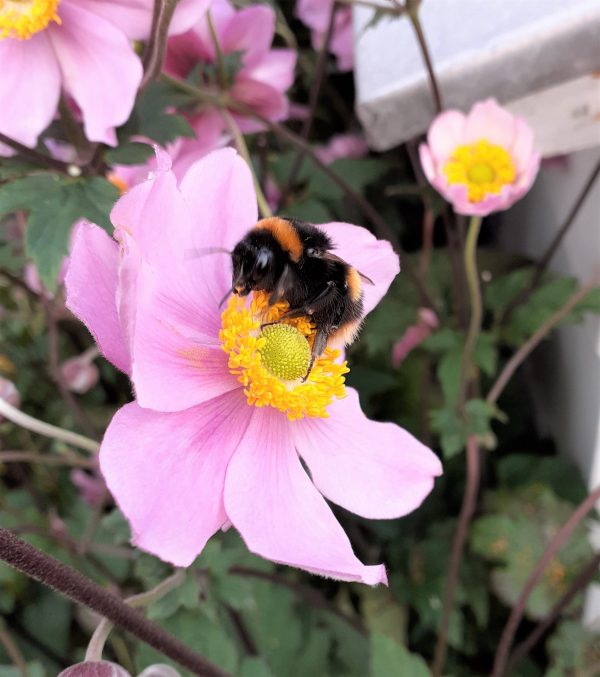 Anemone_x_hybrida_Serenade_WEB Anemone x hybrida 'Serenade'