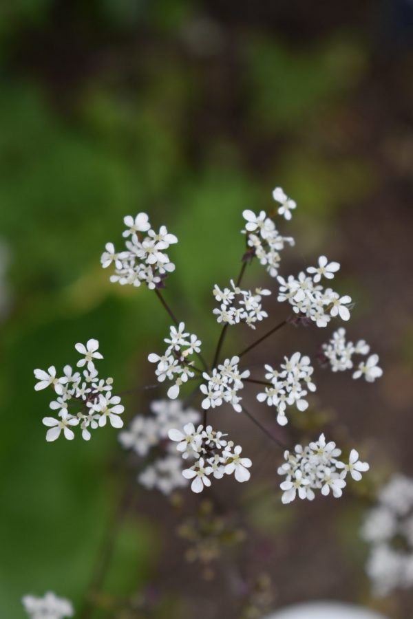 Anthriscus sylvestris 'Ravenswing' Anthriscus sylvestris 'Ravenswing'