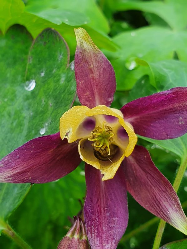Aquilegia chrysantha 'Blackcurrant Ice'