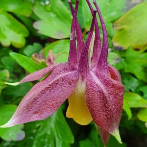 Aquilegia chrysantha 'Blackcurrant Ice'