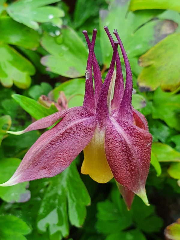 Aquilegia chrysantha 'Blackcurrant Ice'