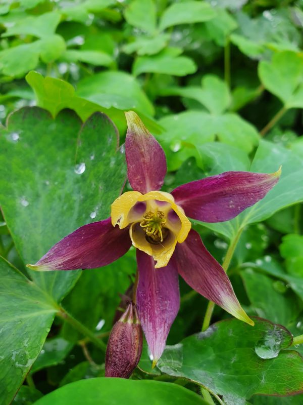 Aquilegia chrysantha 'Blackcurrant Ice'