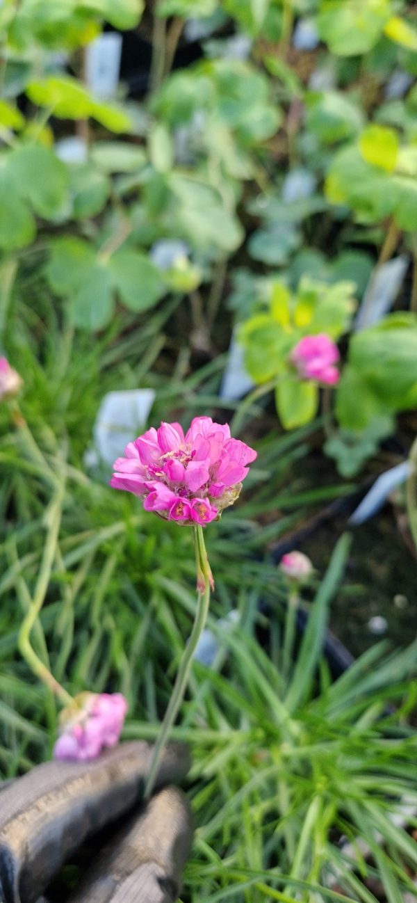 Armeria pseudarmeria 'Ballerina Lilac' Armeria pseudarmeria 'Ballerina Lilac'