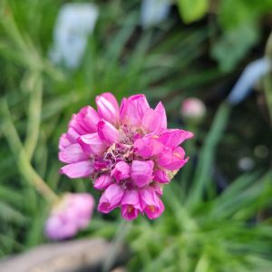Armeria pseudarmeria 'Ballerina Lilac'