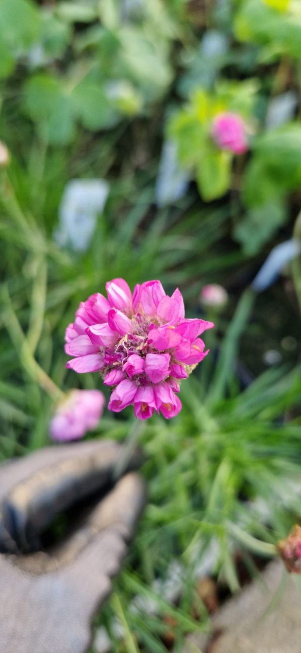 Armeria pseudarmeria 'Ballerina Lilac'2 Armeria pseudarmeria 'Ballerina Lilac'