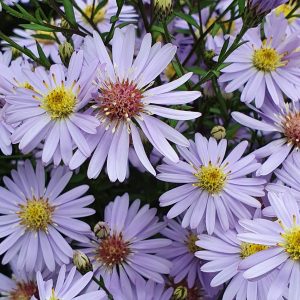 Aster 'Little Carlow' AGM