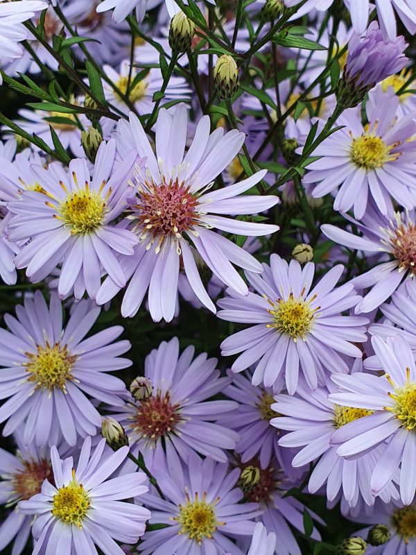 Aster little carlow Aster 'Little Carlow' AGM