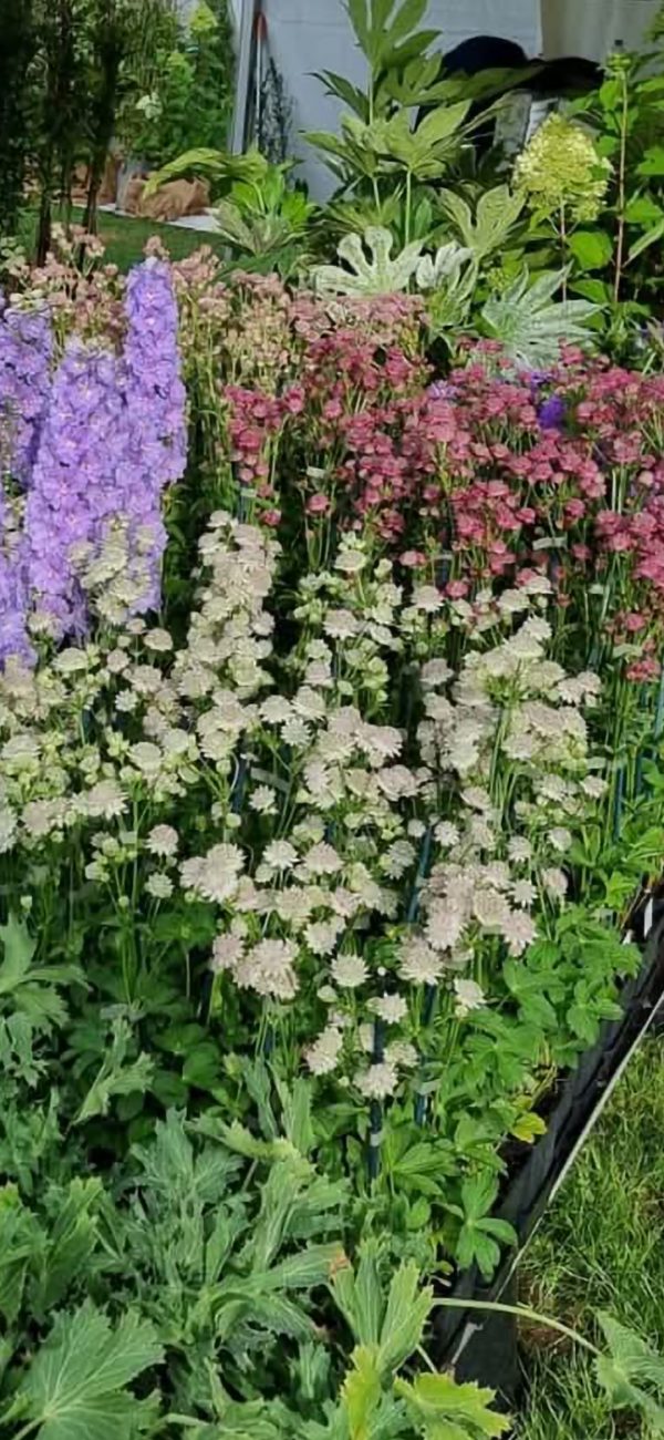 Astrantia major 'Buckland' 3 Astrantia major 'Buckland'