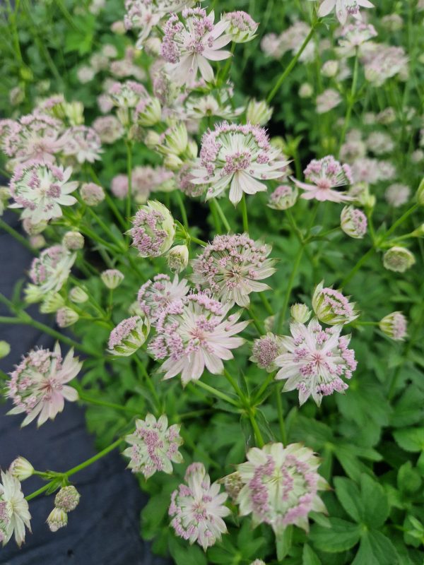 Astrantia major 'Buckland' Astrantia major 'Buckland'
