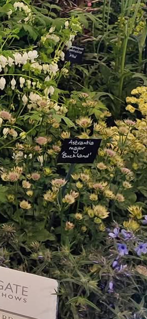 Astrantia major 'Buckland'2 Astrantia major 'Buckland'