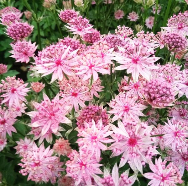 Astrantia major 'Roma' Astrantia major 'Roma'