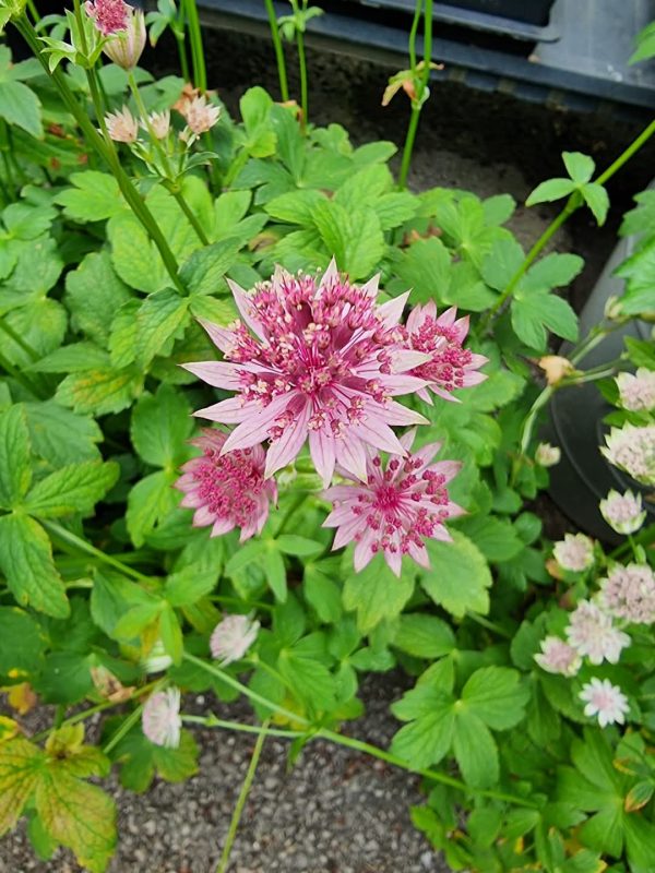 Astrantia major 'Roma'2 Astrantia major 'Roma'