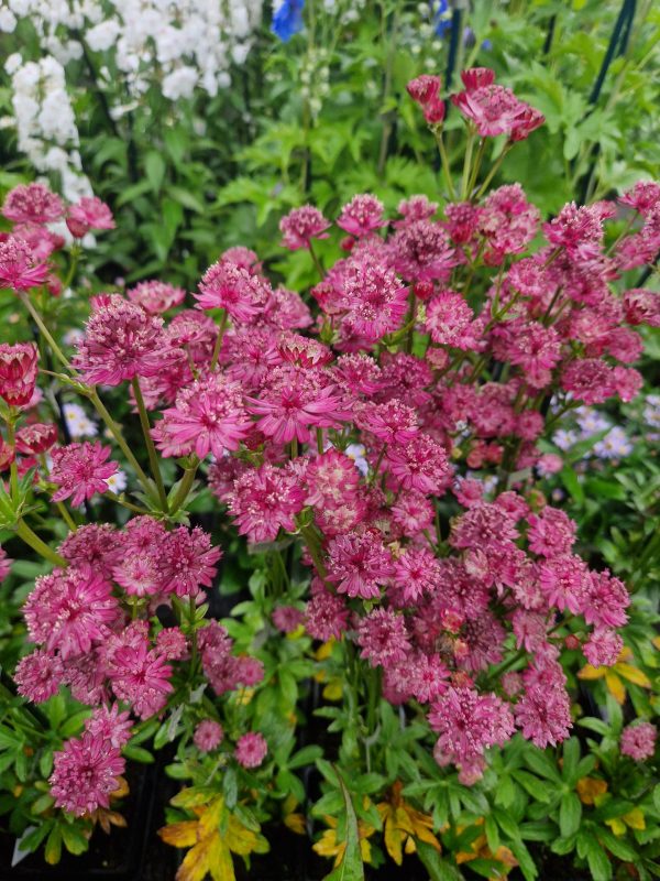 Astrantia major 'Venice' Astrantia major 'Venice'